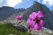 47 Silene di Elisabetta (Silene Elisabethae) con vista in Arera, versante nord